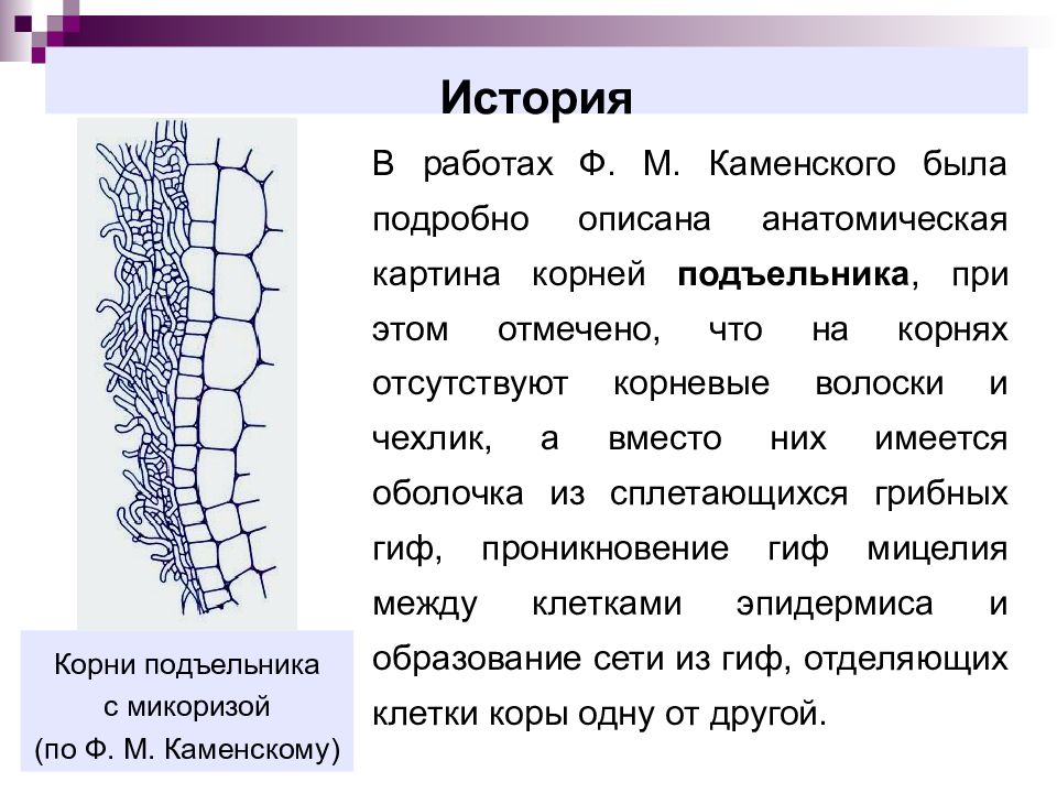 Корни отсутствуют у. Микориза значение в природе. Микориза значение. Эрикоидная микориза.