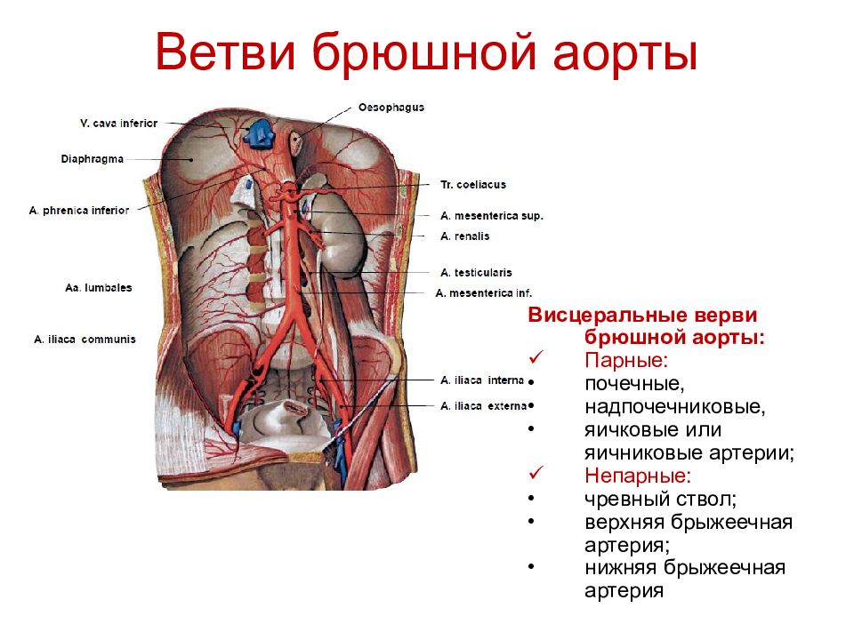 Брюшная аорта ветви