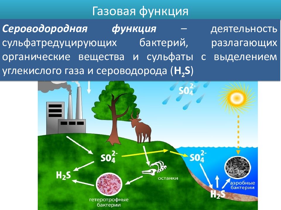 Выделение углекислого газа. Газовая функция живого вещества. Газовая функция биосферы. Газовая функция живого вещества в биосфере. Газовая функция живого вещества примеры.