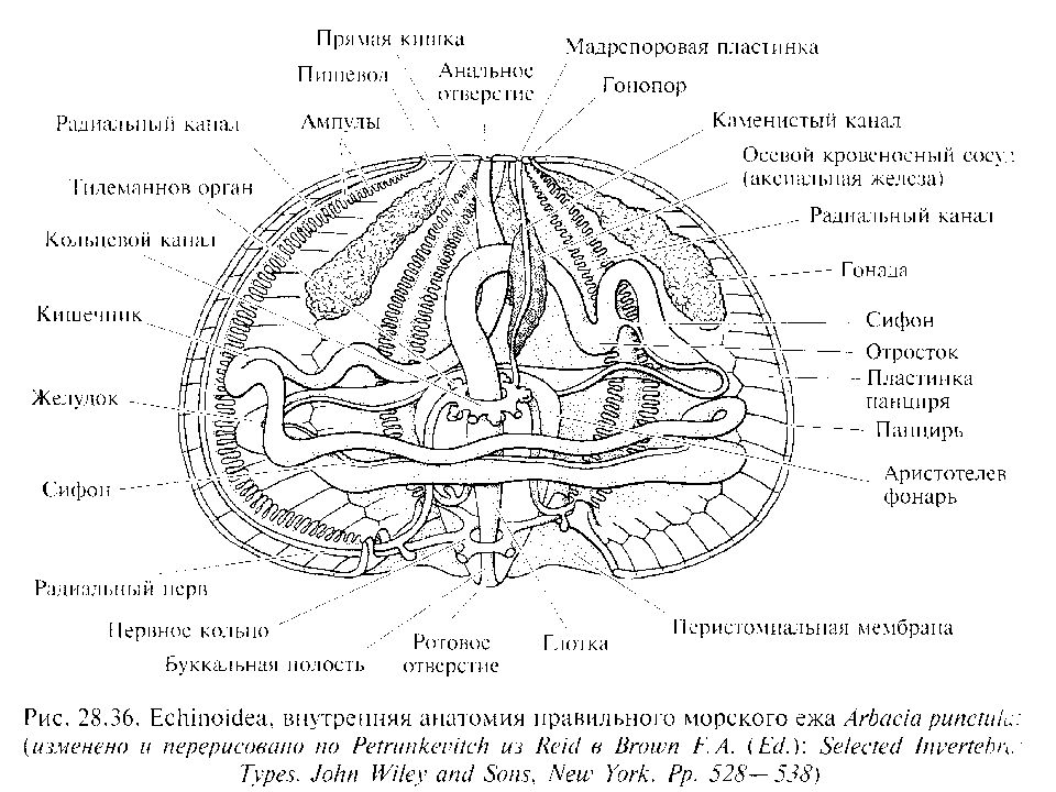 Морские ежи строение