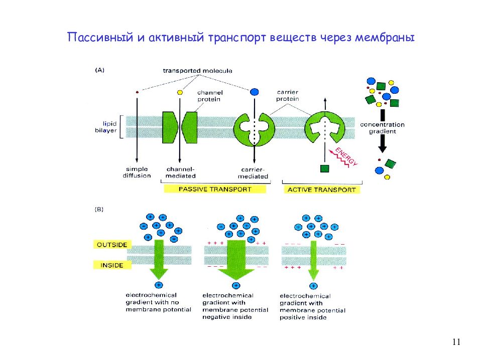 Транспорт клеточной мембраны. Активный и пассивный транспорт ионов через клеточную мембрану. Транспорт веществ через мембрану активный и пассивный транспорт. Транспорт веществ через биологическую мембрану пассивный и активный. Мембранный транспорт пассивный активный облегченный гистология.