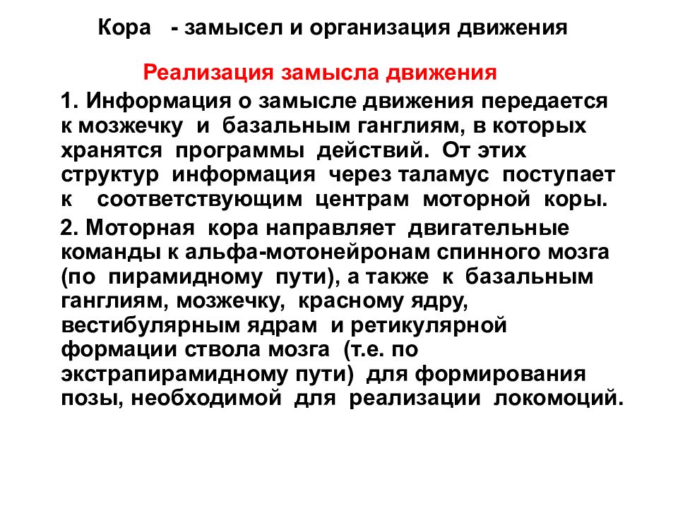 Движение роль. Роль коры больших полушарий в регуляции мышечного тонуса. Роль ЦНС В регуляции движений. Роль коры больших полушарий в регуляции двигательной активности. Роль двигательной коры головного мозга в регуляции движений..