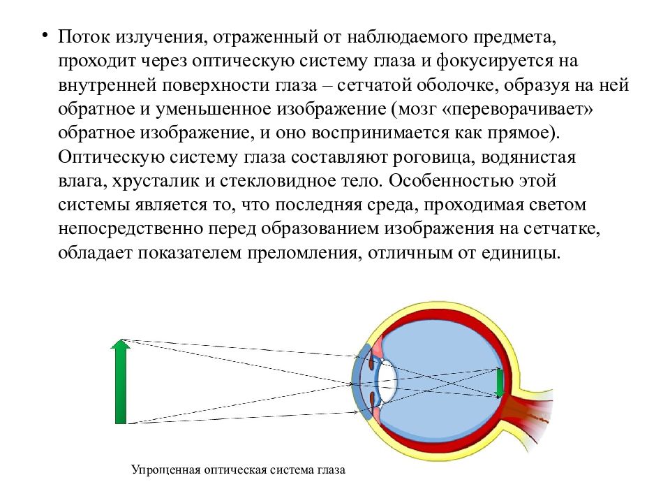 Последовательность прохождения луча света в глазном. Оптическая система глаза. Изображение фокусируется на сетчатке глаза. Макет оптической системы глаза. Ход лучей через оптическую систему глаза.