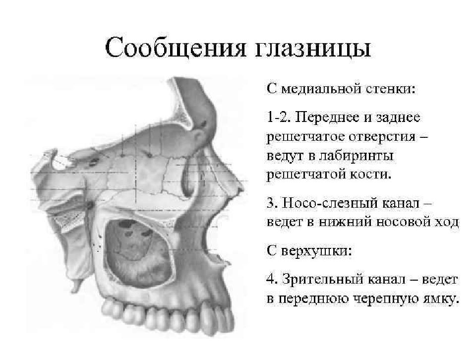 Строение глазницы кости. Переднее и заднее решетчатое отверстие глазницы. Костные стенки глазницы анатомия. Медиальная стенка глазницы. Топография черепа глазница.