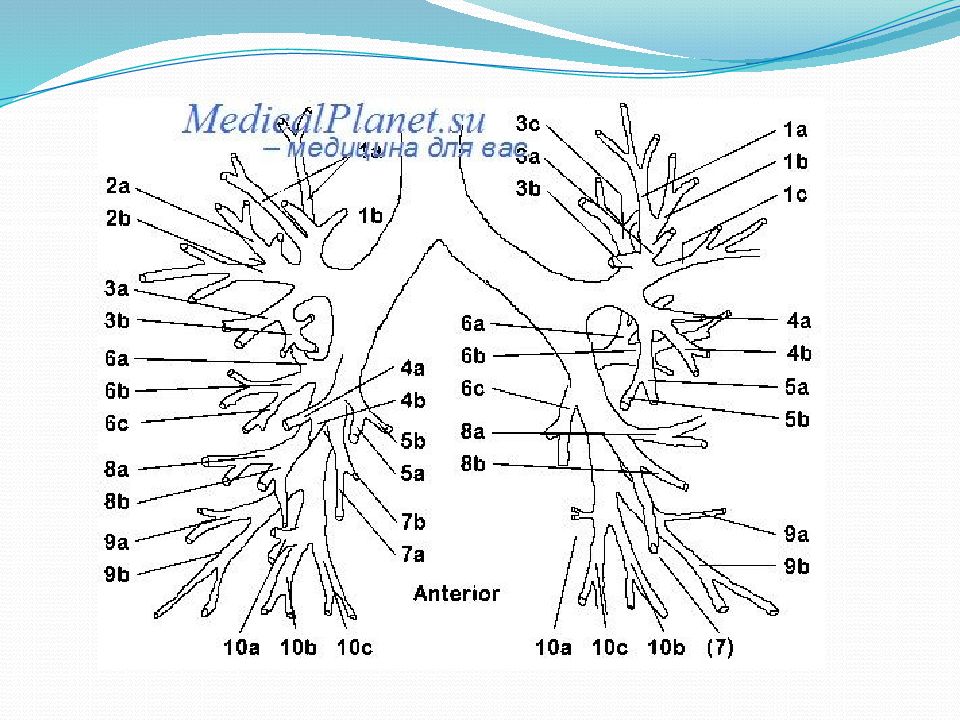 Деление бронхиального дерева схема