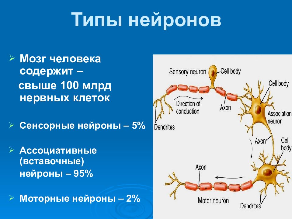 Строение нервных клеток презентация