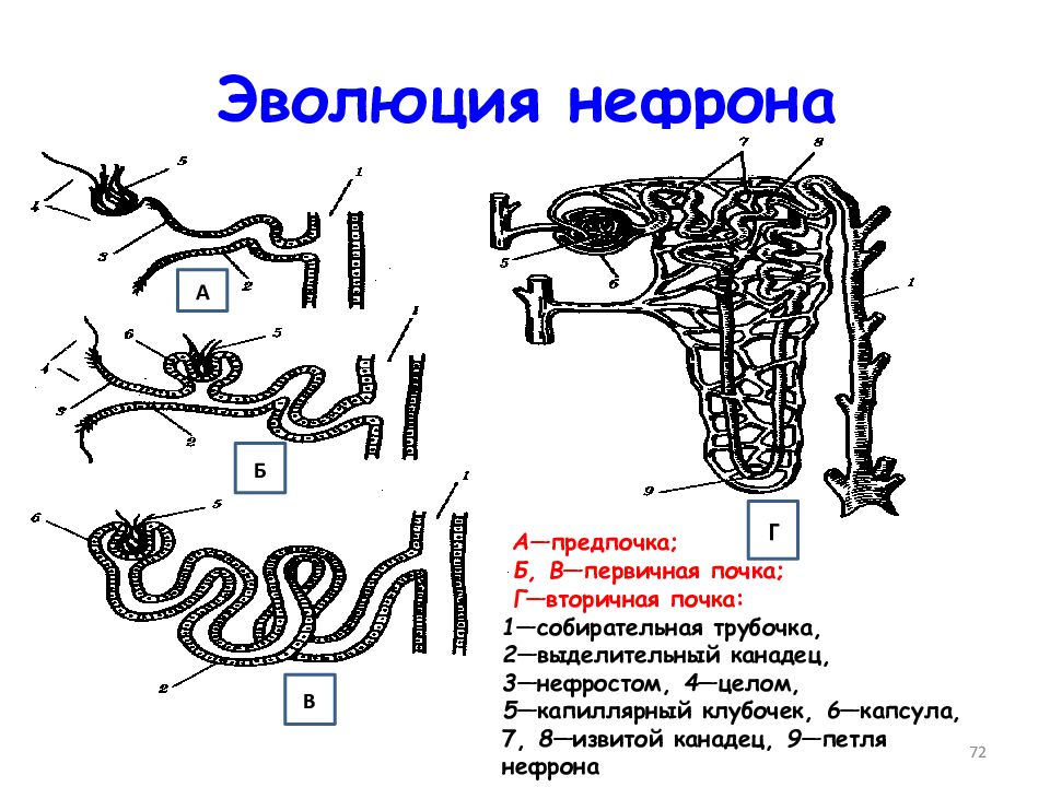 Эволюция выделительной системы презентация