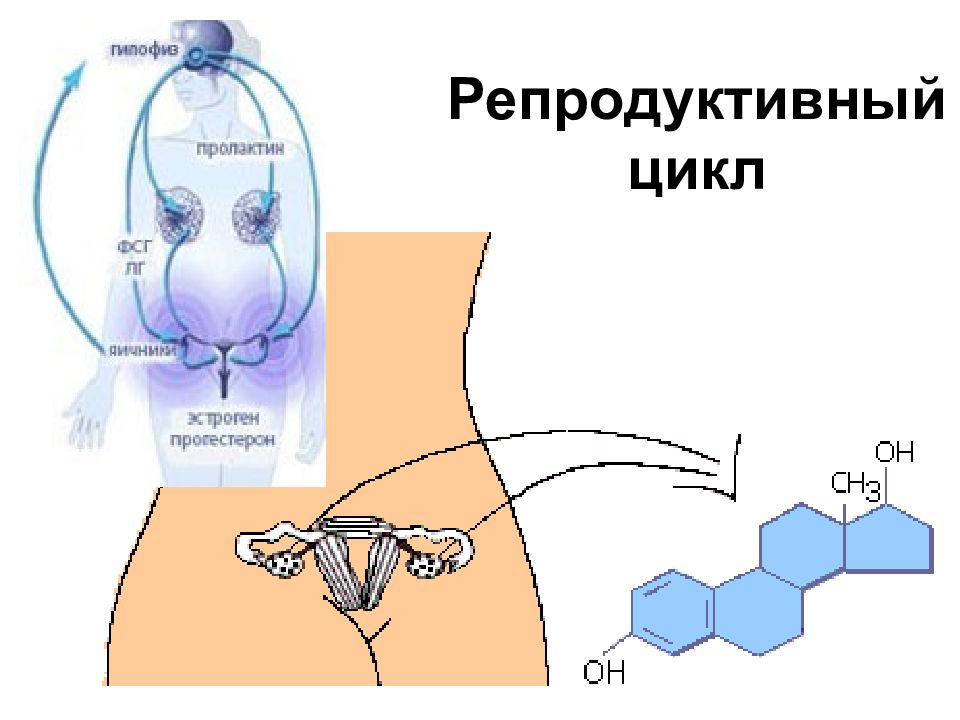 Репродуктивный. Репродуктивный цикл. Репродуктивный цикл женщины. Репродуктивный цикл схема. Завершение репродуктивного цикла.