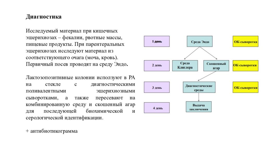 Схема патогенеза эшерихиоза