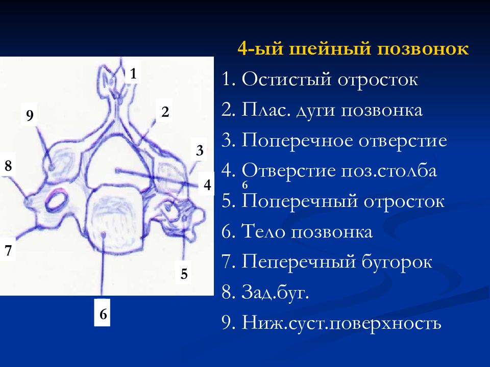 Дуга позвонка. Тело и дуга позвонка. Отросток шейного позвонка в глотке. Один шейный позвонок у кого.