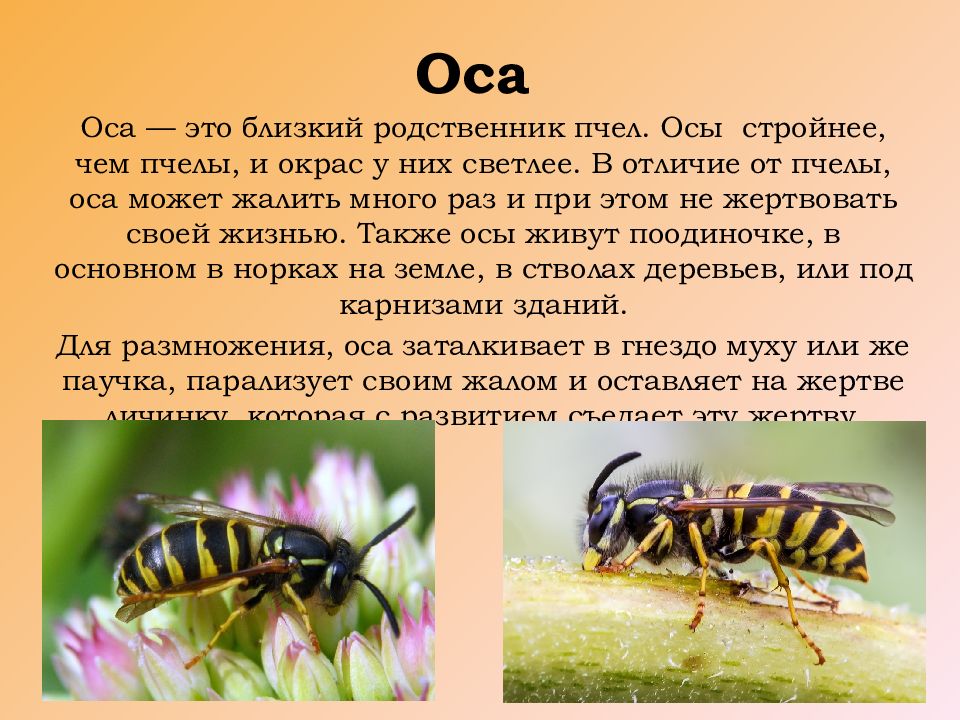 Осу 2. Интересные факты о насекомых. Доклад про осу. Факты о осах. Интересный рассказ о насекомых.