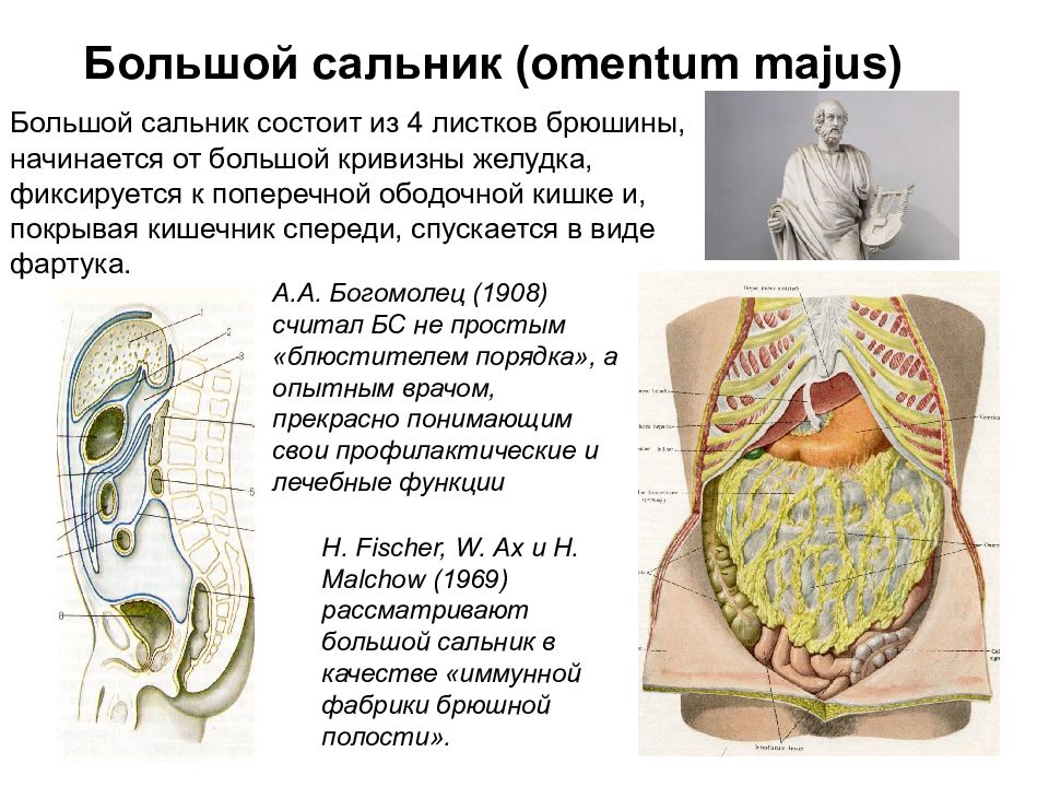 Связки сальника. Малый сальник и большой сальник анатомия. Сальник брюшной полости анатомия. 4 Связки большого сальника. Строение большого сальника.