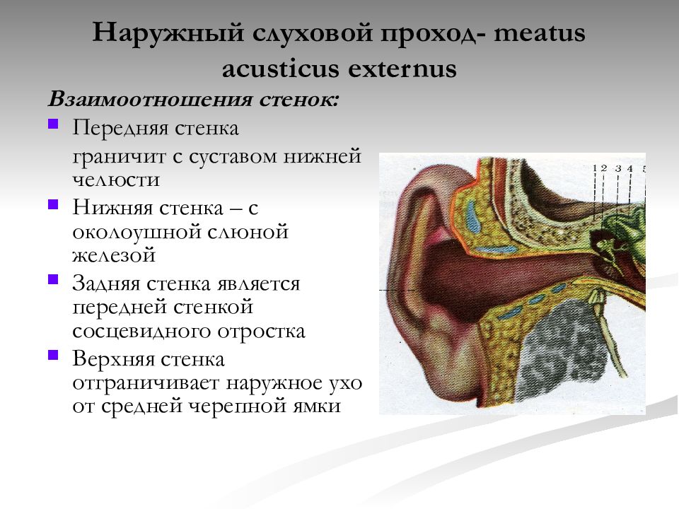 Стенки слухового прохода