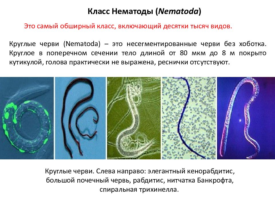 Дайте характеристику типа круглые черви. Тип круглые черви класс нематоды 7 класс. Круглые черви, класс Nematoda;. Nemathelminthes – круглые черви, класс Nematoda. Круглые черви класс нематоды характеристика.