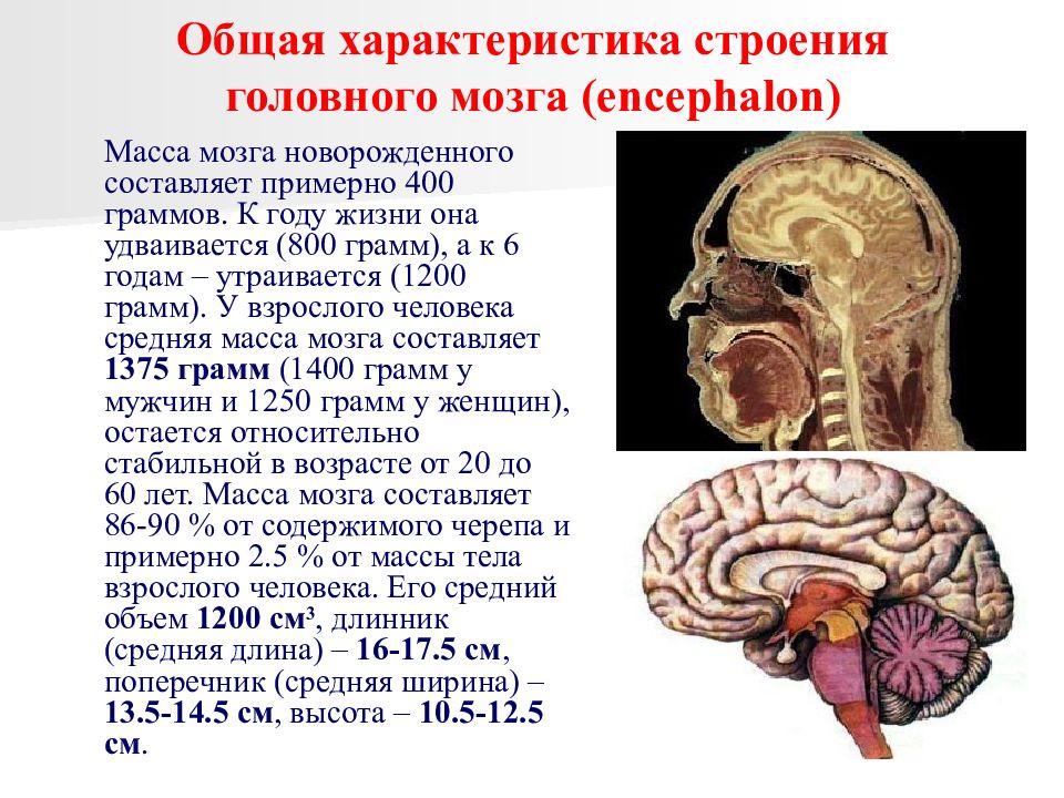 Мозг новорожденного масса. Общая характеристика головного мозга. Основные характеристики головного мозга. Строение головного мозга человека. Головной мозг общая характеристика строение.