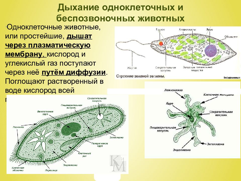 Эволюция дыхательной системы презентация