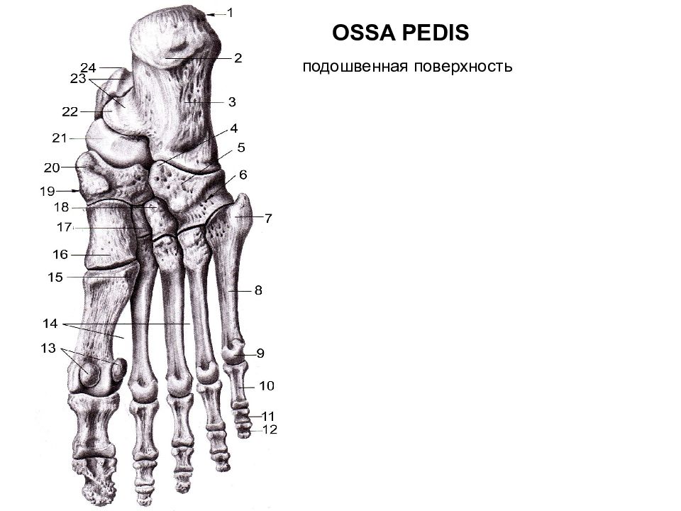 Стопа кости анатомия картинки