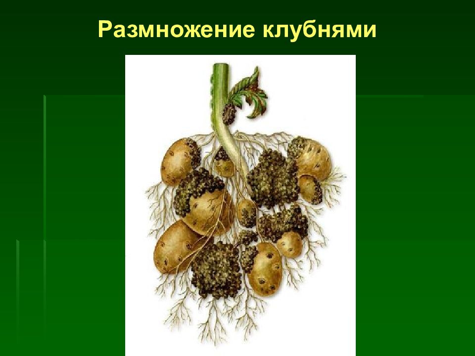 Тема размножение и развитие растений. Вегетативное размножение клубнями. Вегетативное размножение (клубнями, корневищами). Размножение клубнем вегетативное размножение. Вегетативное размножение клубнями рисунок.