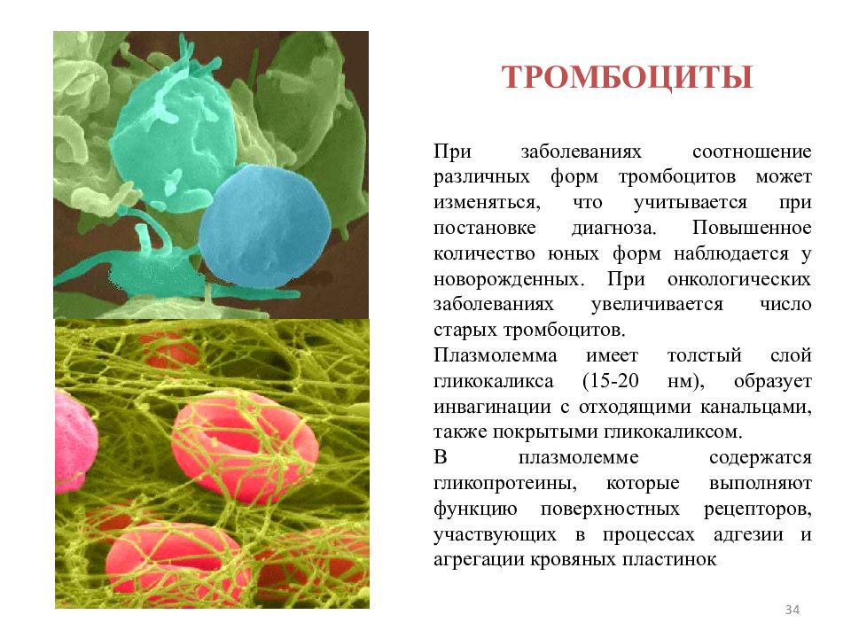 Содержание больших тромбоцитов. Тромбоциты. Различные формы тромбоцитов. Повышение тромбоцитов. Заболевания тромбоцитов.
