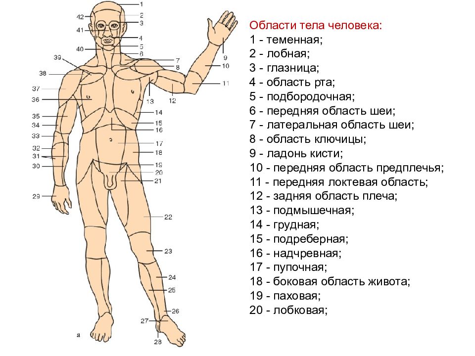 Изображение части тела человека