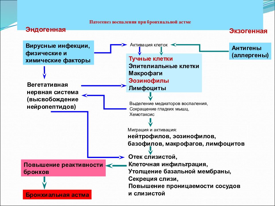 Патогенез воспаления схема