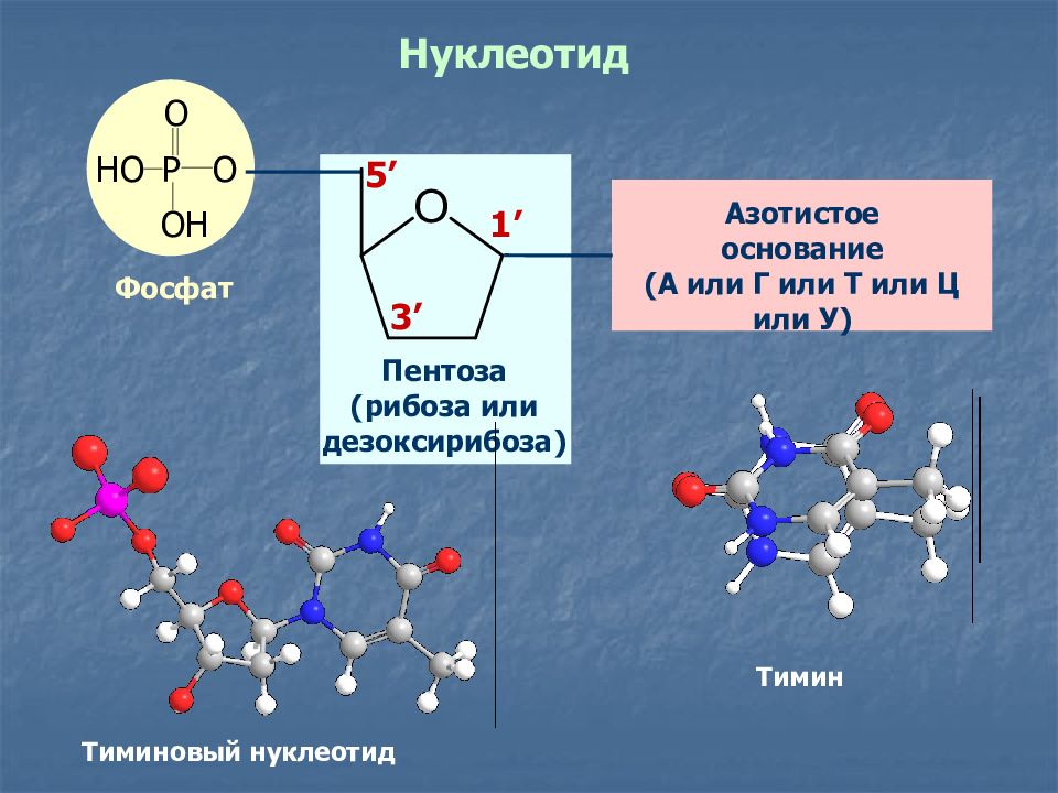 Нуклеотиды днк и рнк. Молекула нуклеотида РНК. Строение нуклеотида рибонуклеиновой кислоты. Нуклеиновые кислоты ДНК нуклеотид. Строение нуклеотида 3 части.