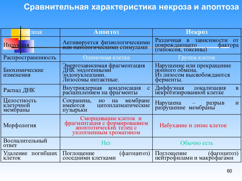 Апоптоз патанатомия презентация