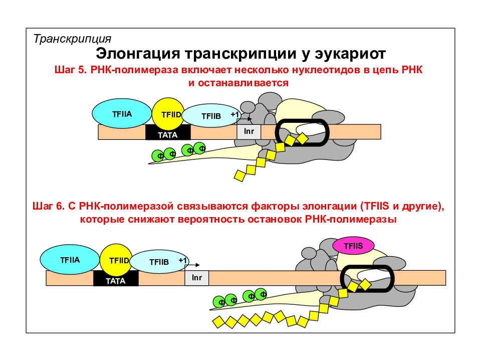 Элонгация транскрипции