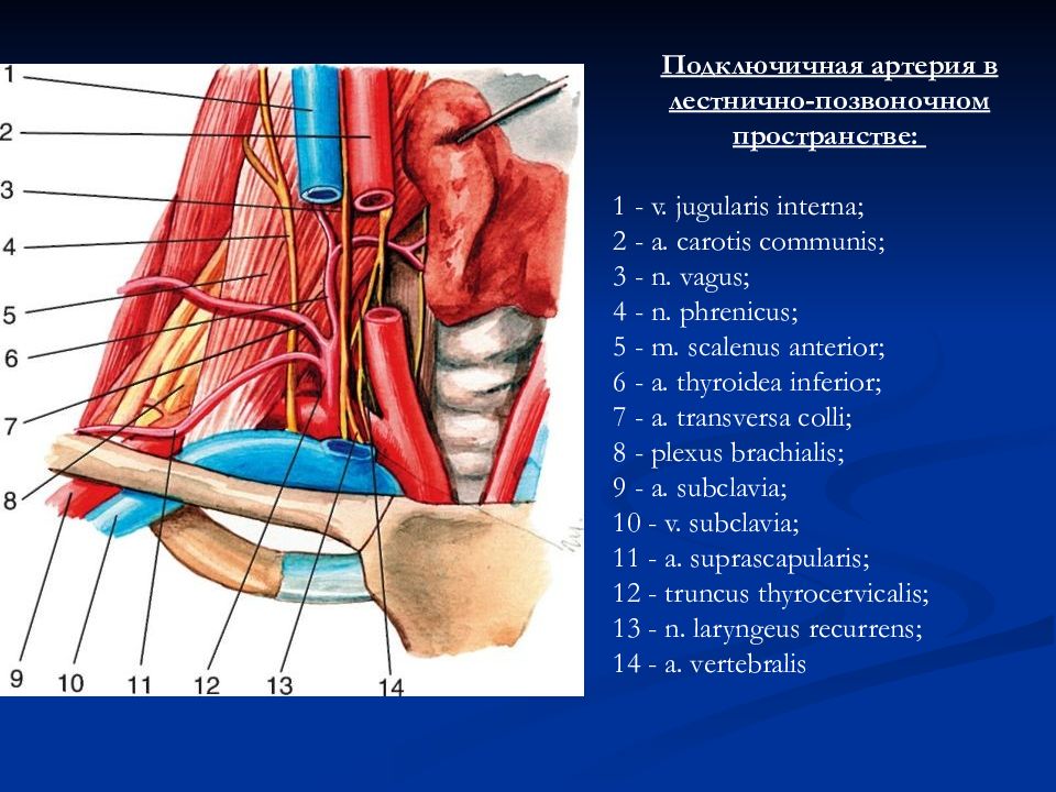 Подключичная артерия анатомия картинки