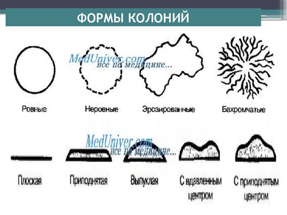 Край колонии. Формы колоний микроорганизмов. Ризоидная форма колонии. Профиль колоний микроорганизмов. Шероховатые формы колоний.