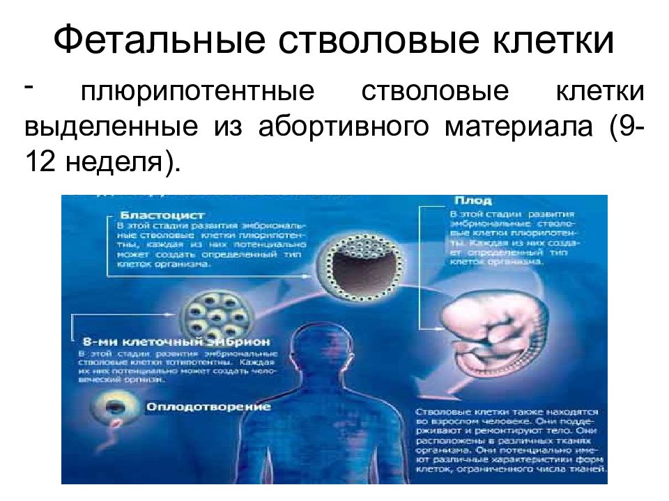 Эмбриональные стволовые клетки презентация