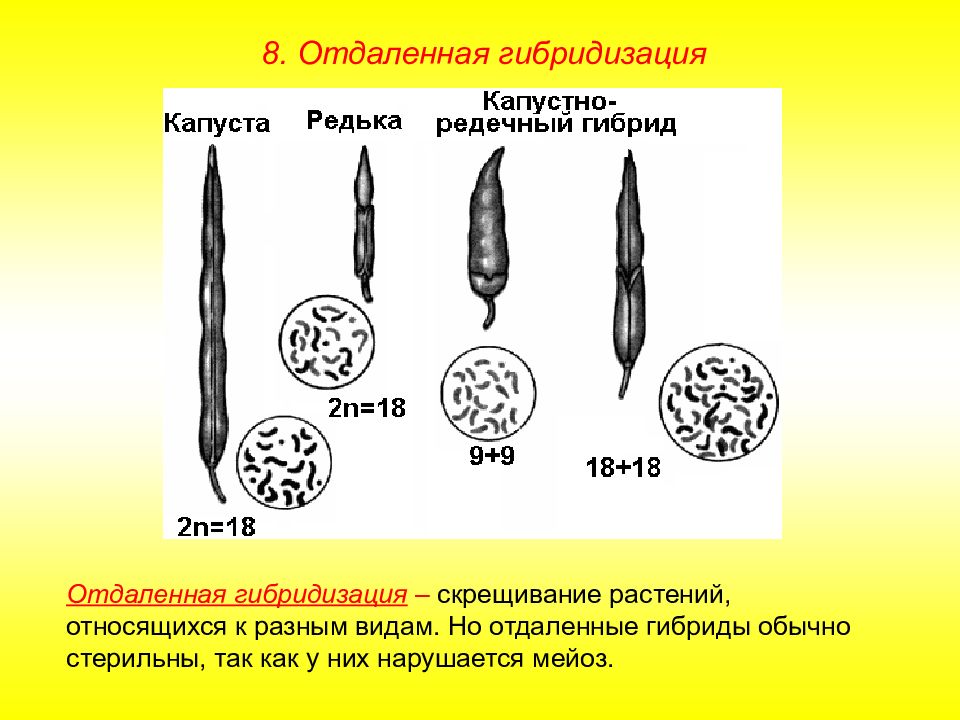 Межвидовые гибриды растений