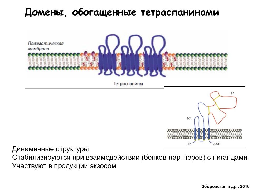 Транспортирует белки к плазматической мембране. Плазматическая мембрана Синтез белка. Псевдо плазматическая наследственность. Трековые мембраны презентация.