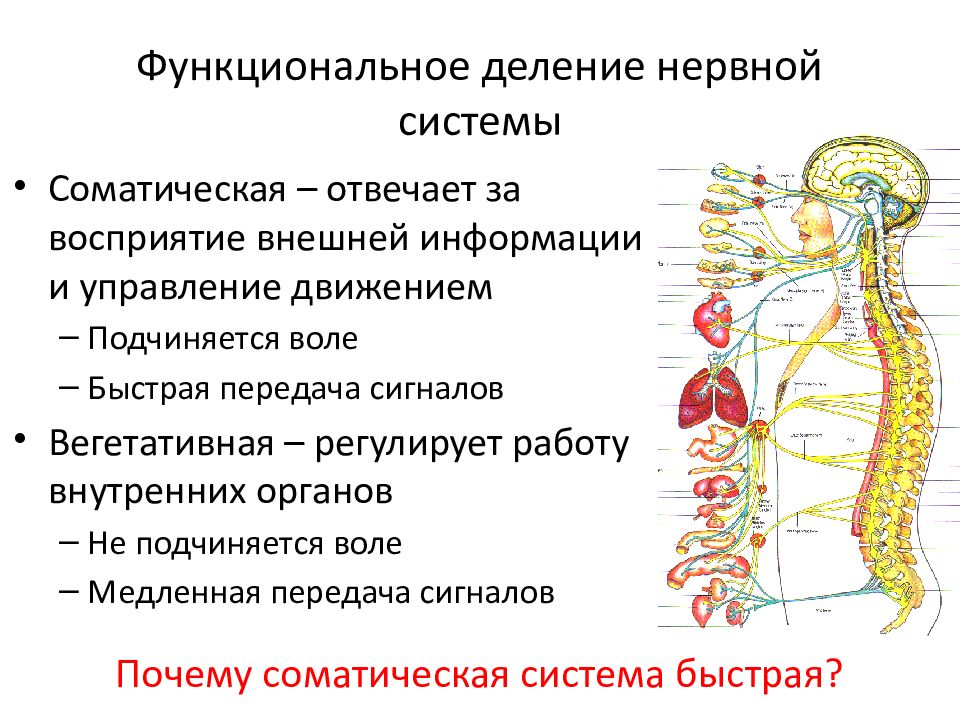 Работа соматической нервной системы подчинена воле человека. Функциональное деление нервной системы. Соматический отдел нервной системы человека. Вегетативная нервная система регулирует работу. Нервная система органы и функции.