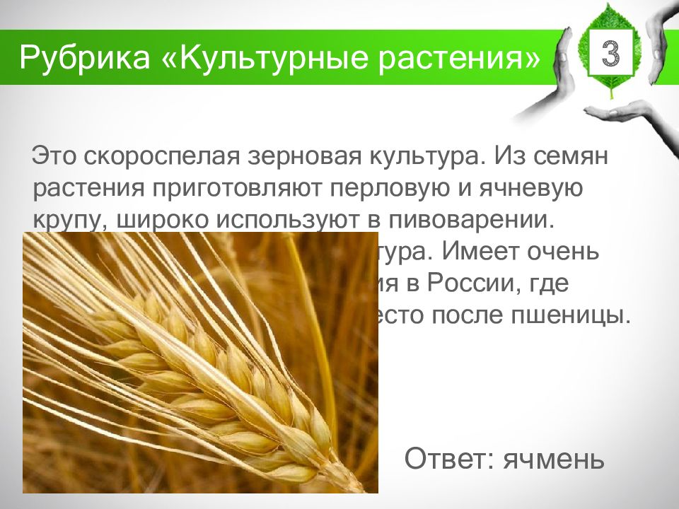 Условия для выращивания пшеницы. Выращивание ячменя. Условия выращивания пшеницы. Ареал произрастания злаковых.