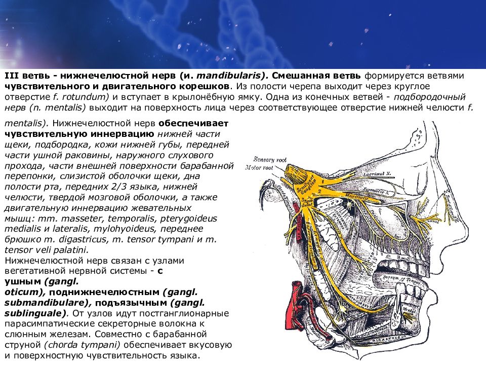 Нижнечелюстной нерв. Анатомия двигательных ветвей нижнечелюстного нерва. Ветви nervus mandibularis. Нижнечелюстной нерв (n. mandibularis) иннервирует:. Анатомия мандибулярного нерва.