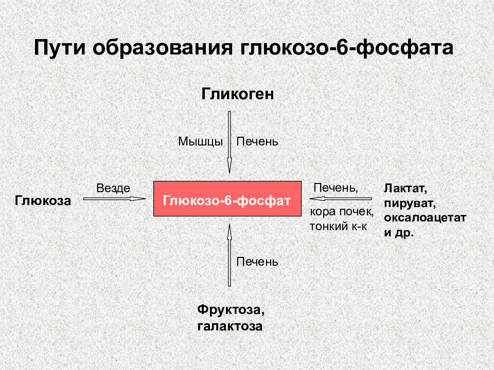 Обмен образование. Пути образования глюкозо-6-фосфата. Пути образования и использования глюкозо-6-фосфата. Пути превращения глюкозо-6-фосфата /схема/. Схема получения глюкозо-6-фосфат.