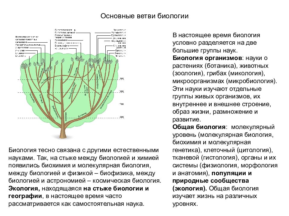 Основная ветка. Теории леинея биология.