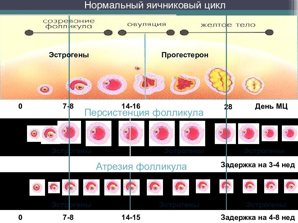 16 дней месячных. Яичниковый и маточный цикл. Яичниковый цикл менструационный цикл маточный цикл. Менструальный цикл яичниковый цикл. Менструалтный цикл яичник.