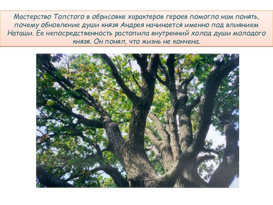 Анализ эпизода дуб. 150-Летний дуб. Мастерство Толстого в раскрытии характеров героев. Анализ эпизода князя Андрея в Отрадном. Фотодо дерева Цветущий дуб обрисрака.