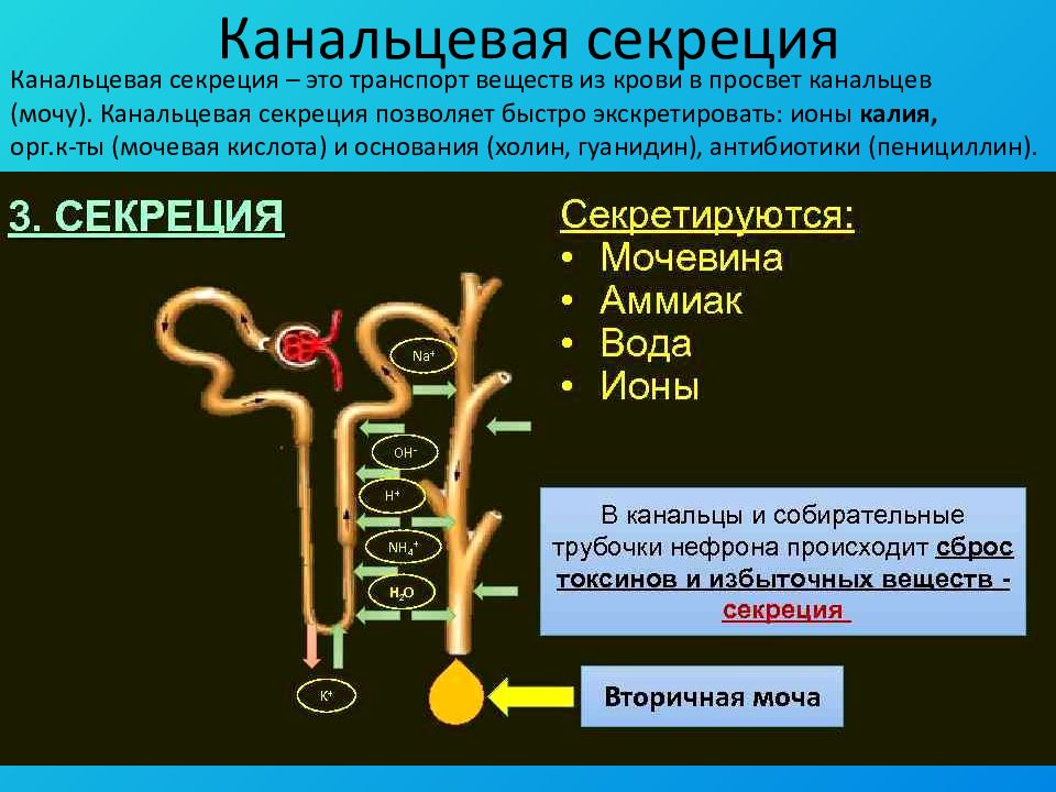 Опишите работу нефрона по следующему плану 8 класс