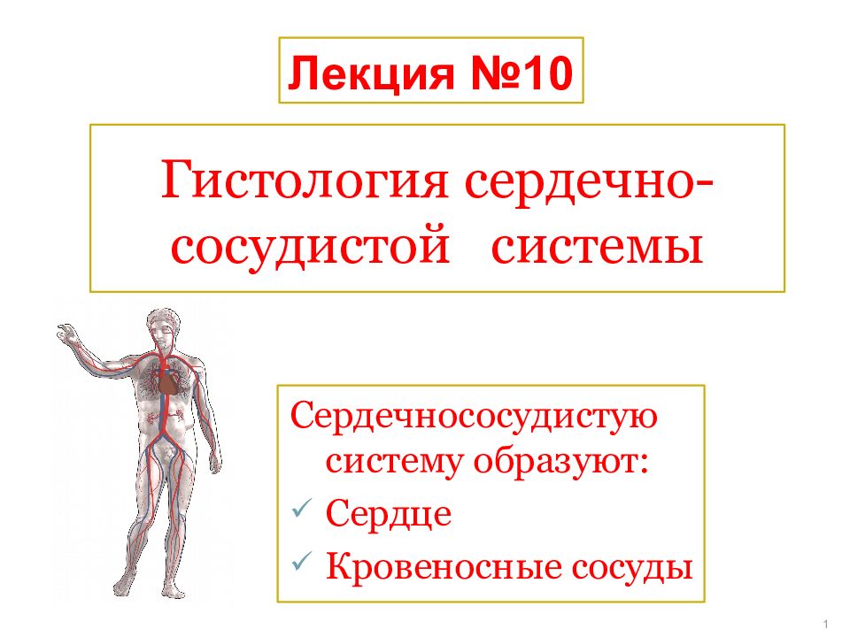 Сердечно сосудистая система гистология презентация