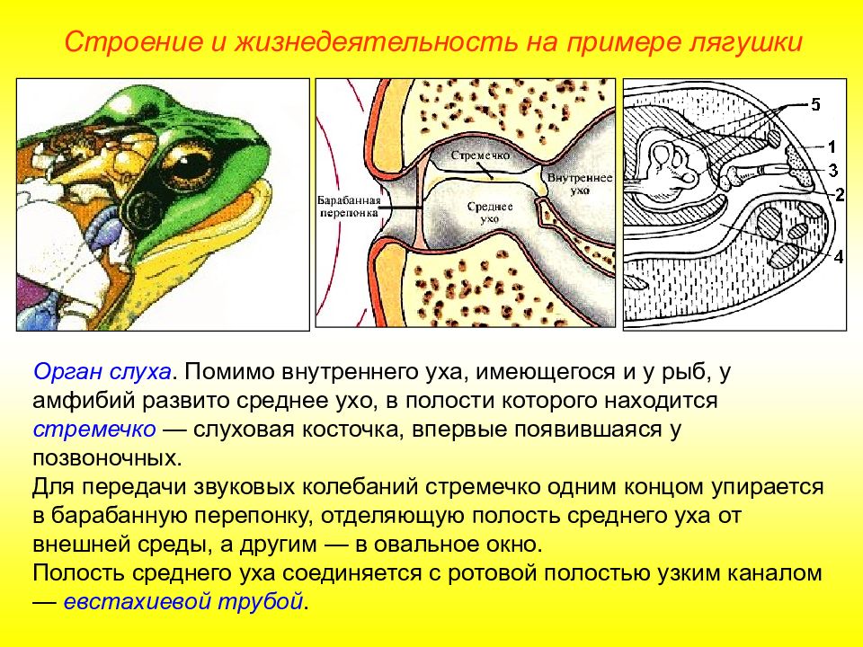 Гипофизэктомия у лягушки по черникову схема операции