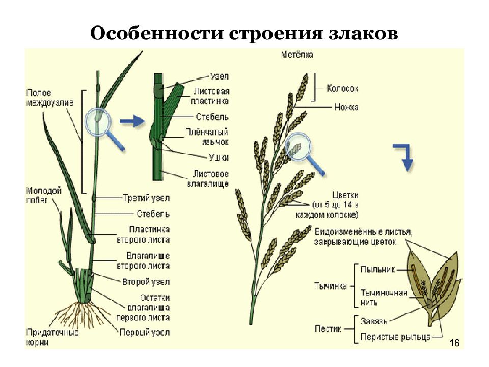 Стебель злаков. Класс Однодольные семейство злаки строение. Класс Однодольные злаки Мятликовые. Класс Однодольные растения злаки. Класс Однодольные семейство Мятликовые.