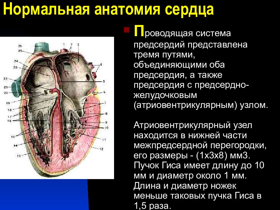 Предсердно желудочковый узел расположен