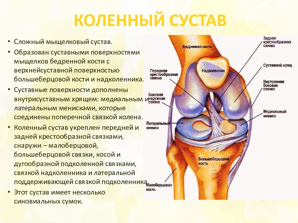 Суставные мыщелки. Медиальный мыщелок коленного сустава. Суставная поверхность надколенника. Мыщелковый сустав колена. Коленный сустав сложный.