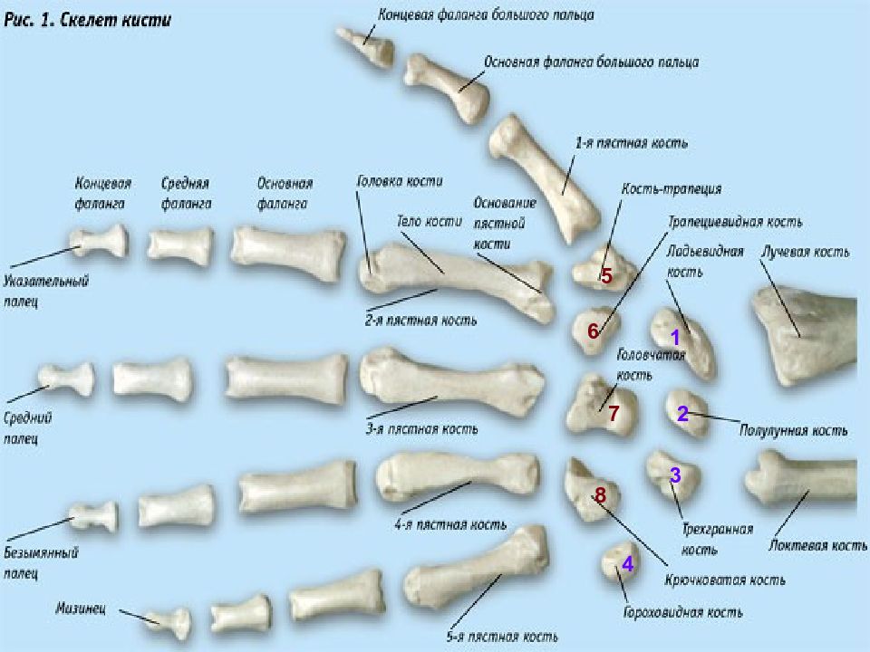 Сколько костей в теле. Фаланги пальцев кисти анатомия. Кости пальцев фаланги анатомия. Строение костей кисти. Строение пястных костей кисти.