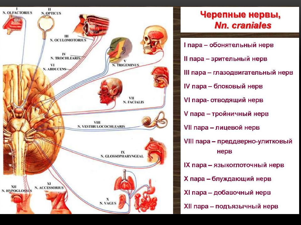 Какие ядра в черепных нервах. 12 Пар черепно-мозговых нервов иннервация. Схема 12 пар ЧМН. Иннервация 12 пар черепных нервов анатомия. 12 Пар черепно-мозговых нервов строение.