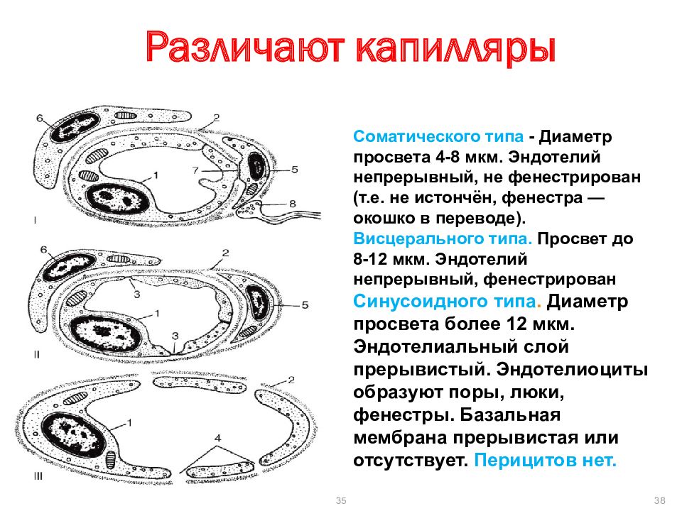 Соматическая клетка животного. Фенестрированные капилляры. Фенестрированный эндотелий. Типы капилляров. Типы капилляров гистология.