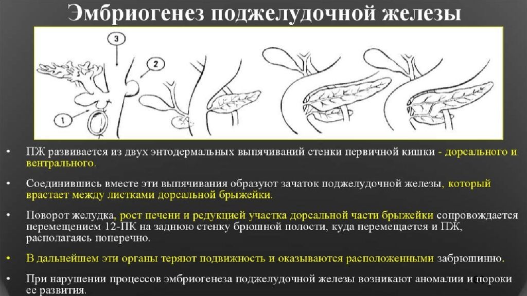 Развитие желез. Развитие поджелудочной железы. Онтогенез поджелудочной железы. Источник развития поджелудочной железы. Эмбриогенез поджелудочной железы гистология.